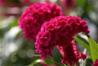 怎样用鲜花护发,用鲜花怎么美容养生呢