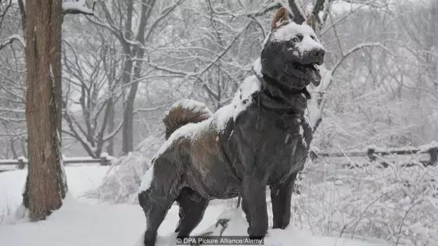 哈士奇的缺点和优点小型犬,狗的品种哈士奇的特点和性格