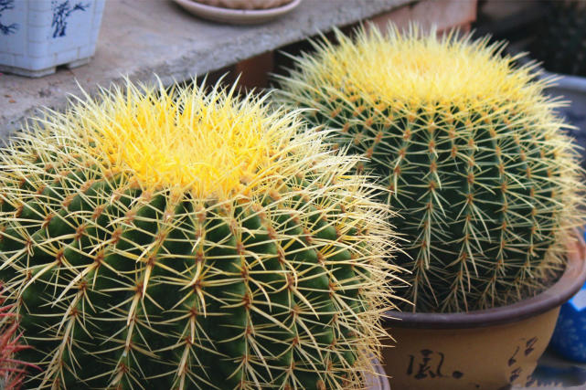 养花改善磁场,养花驱小虫神器