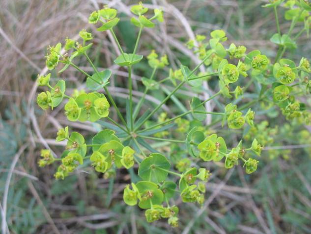 我家乡多得要死，多少钱一斤我卖给你