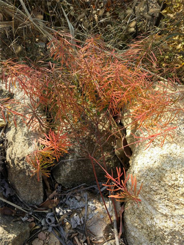 我家乡多得要死，多少钱一斤我卖给你