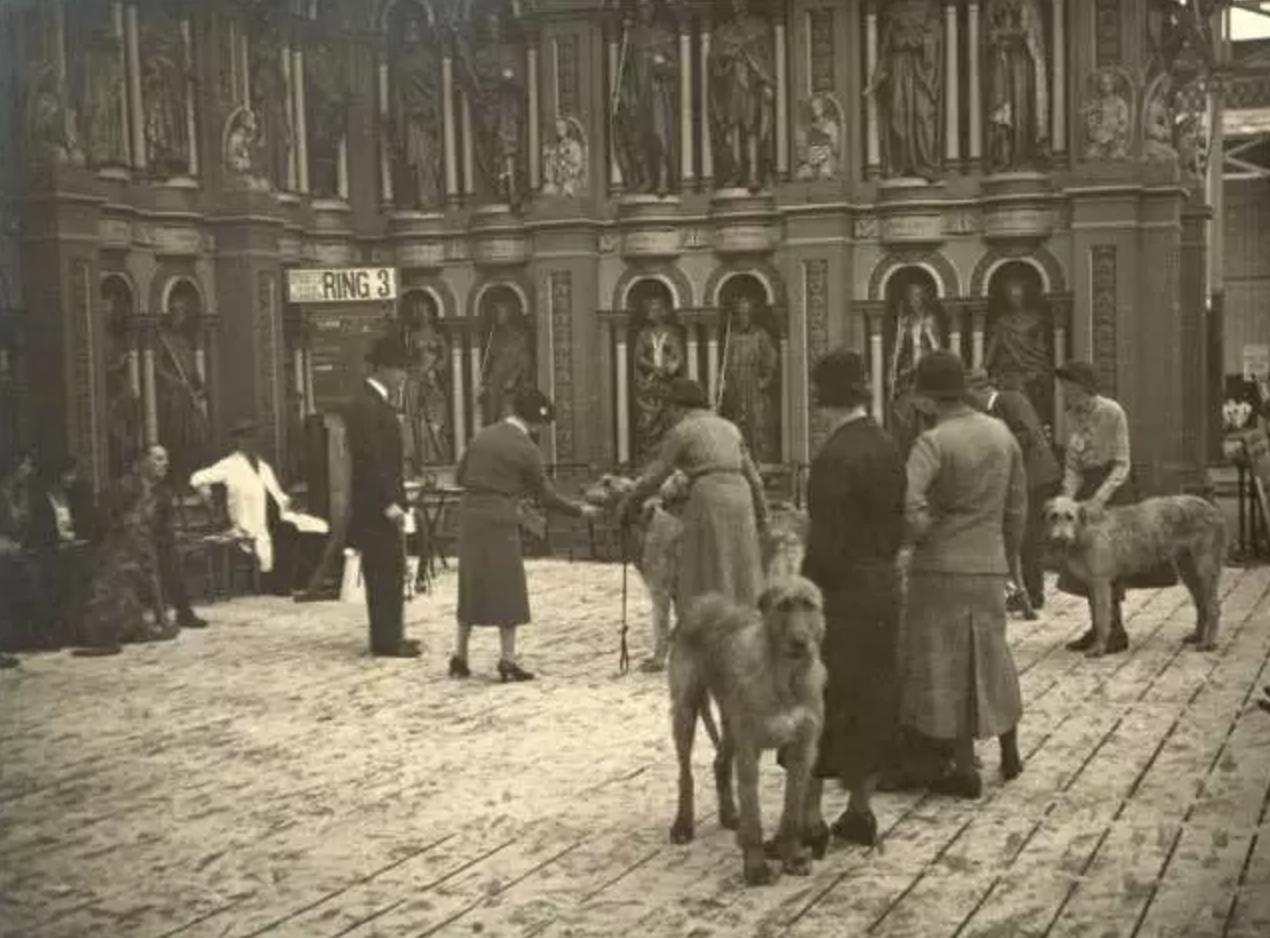 “中国土狗”比“日本土狗”差在哪里？