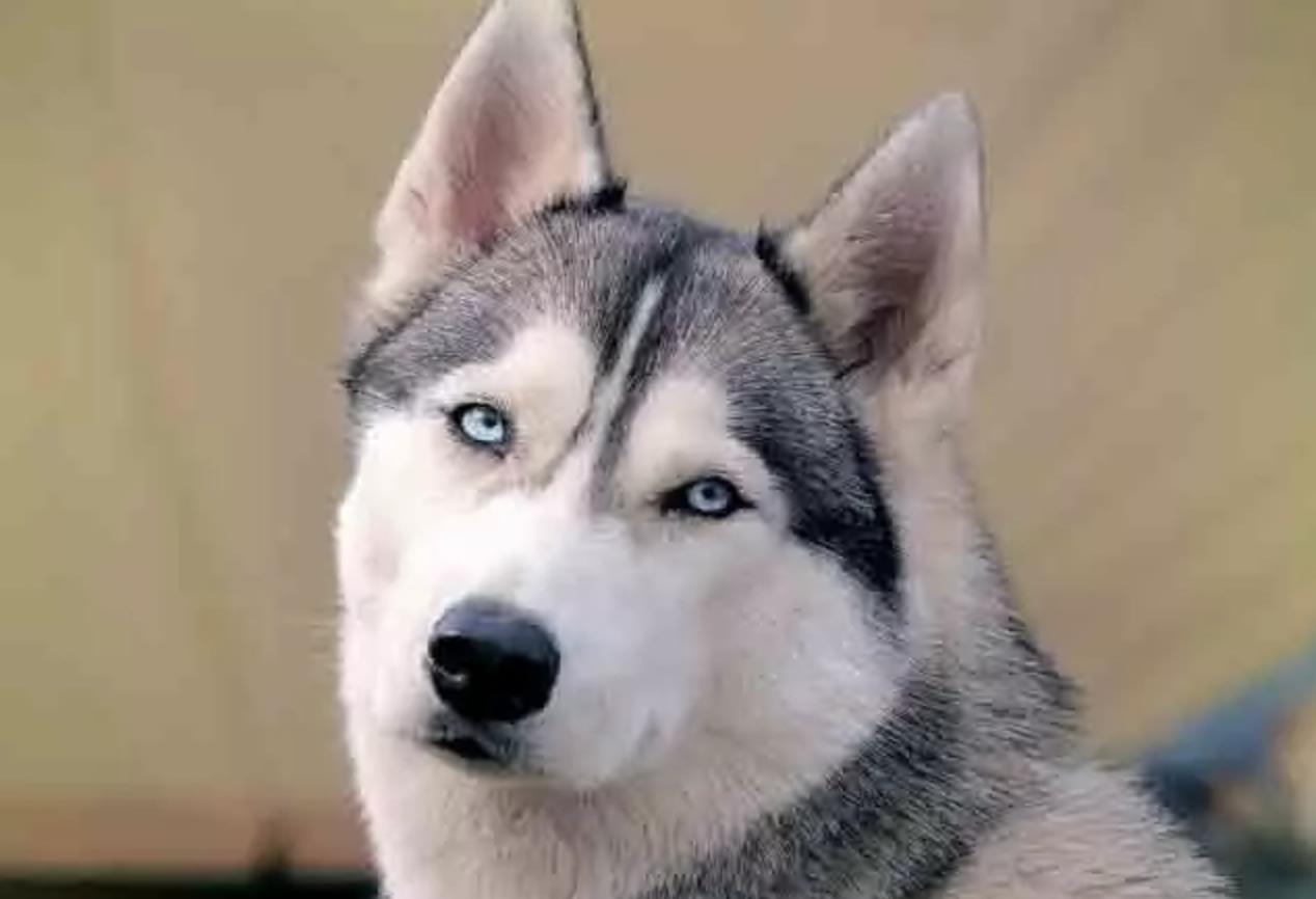 “中国土狗”比“日本土狗”差在哪里？