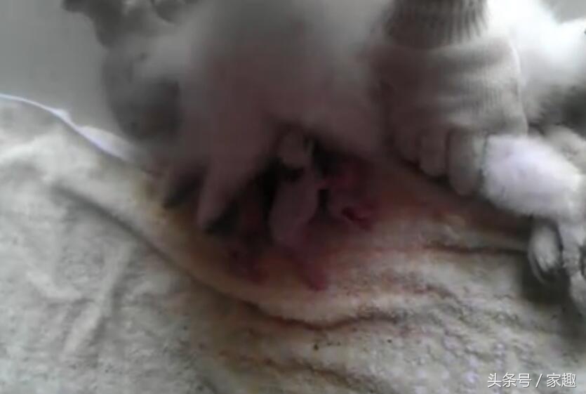 小白兔为什么刚生下来不给喝奶 (刚出生小奶兔喝奶)