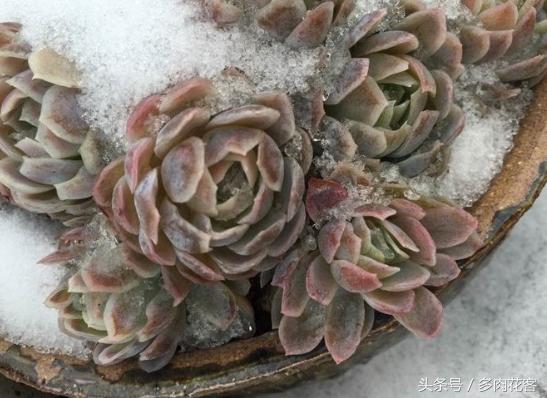 多肉冻伤的叶子怎么处理,多肉植物冻伤教你怎么施救