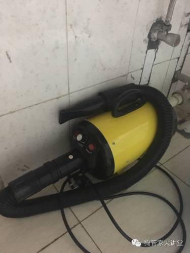 金毛从成年开始养,金毛养成