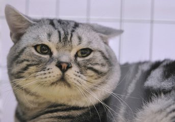 猫咪尿不出来吃了药不管用,猫咪着急上厕所没忍住