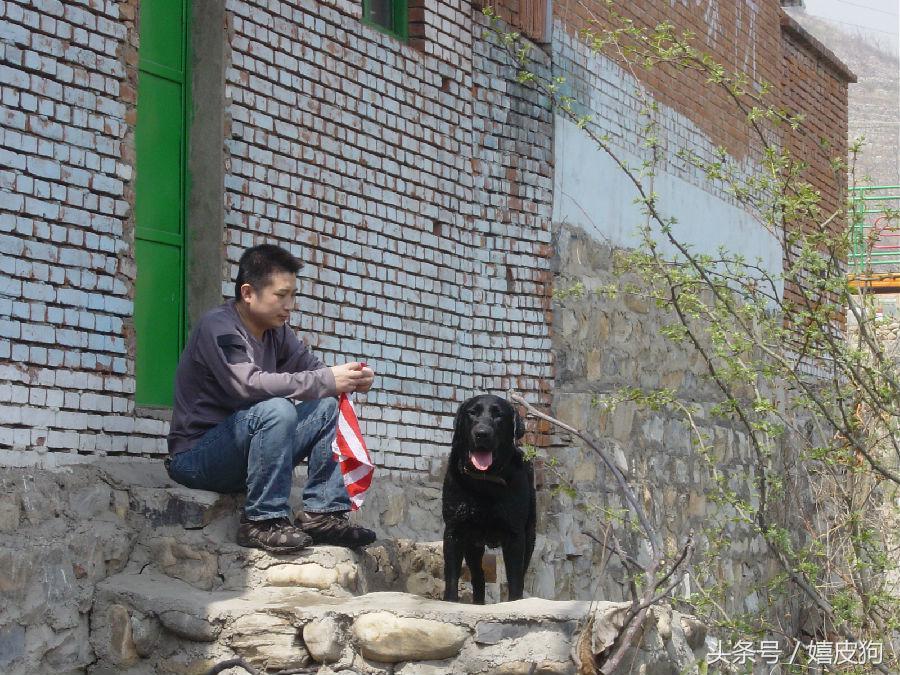 大狗黑色黄色,大狗黑灰色