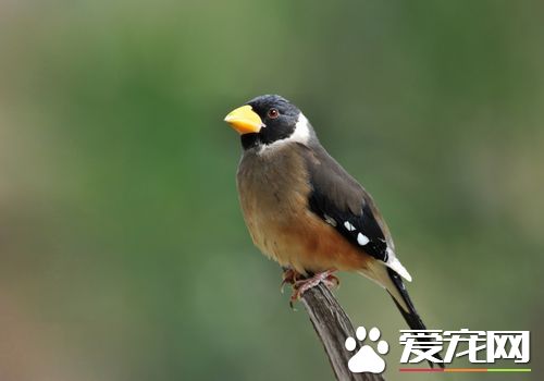 黑尾蜡嘴雀怎么训,蜡嘴鸟怎么训练能上手