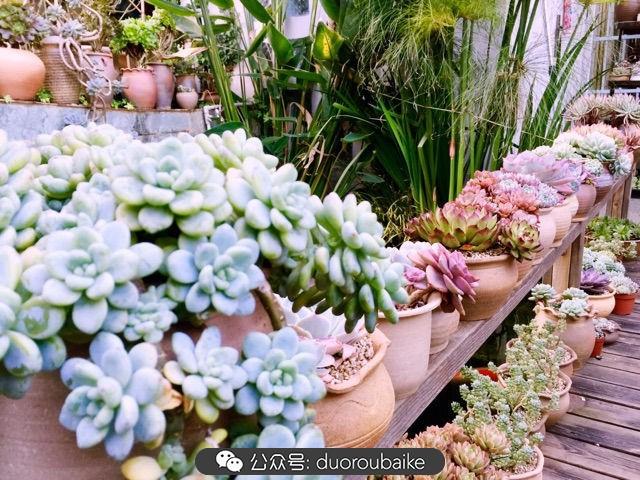 劳尔罗琦很香吗,劳尔与罗琦