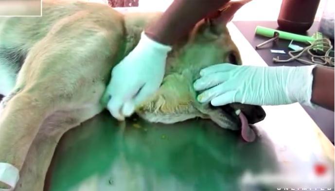 流浪狗下巴长了个肿瘤在街上晃荡,流浪狗下巴有个瘤