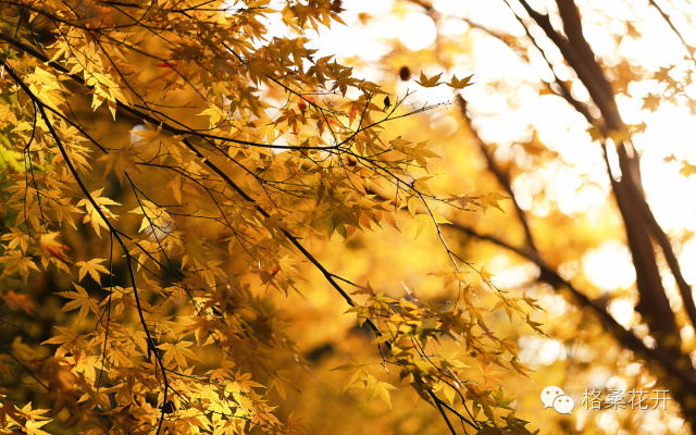 高原诗会：秋雨或者是雪（外四首）