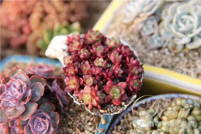 老桩大群多肉,大盆群生老桩图片大全