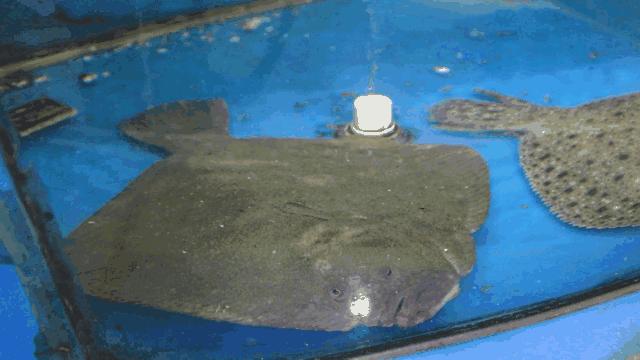 河北廊坊美食历史,廊坊美食辣子传奇