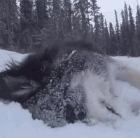 狗狗看雪需要注意什么,下雪天狗狗应该注意什么