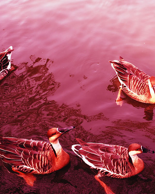 奥林巴斯e-pl8可以自拍吗,奥林巴斯epl8拍的照片