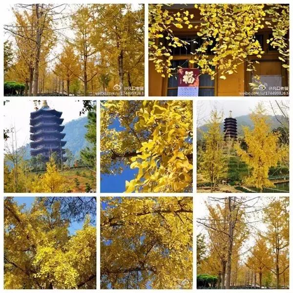 南雄看银杏值得去吗,南雄看银杏攻略