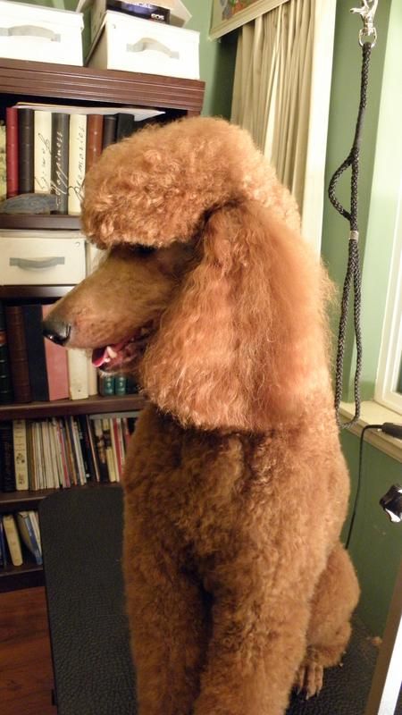 巨型贵宾犬造型有哪些,巨贵犬是巨型贵宾犬吗