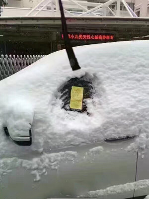 河北细狗抓兔子视频,抓兔子的细狗