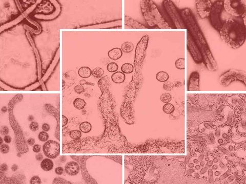 如何有效的防止狂犬病,要怎样才能有效防治狂犬病