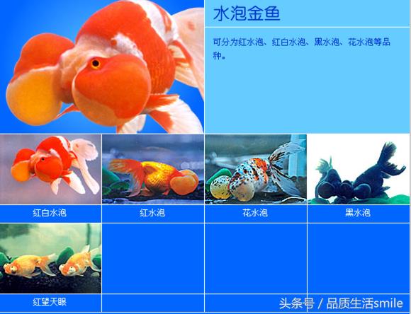 金鱼品种介绍视频大全,泰狮金鱼品种