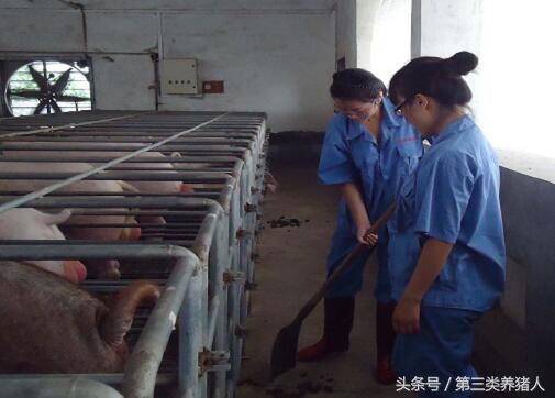 职业养猪人的故事:我在这场工作的那些年那些事