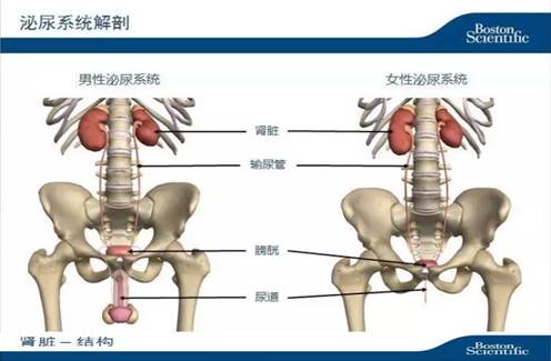 微创肾镜下肾结石碎石取石术,经皮肾镜肾结石激光碎石全过程