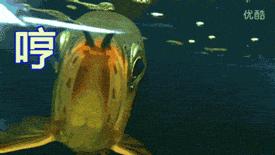 金龙鱼识图,金龙鱼怎样发色好看