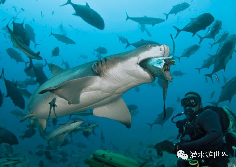 免签岛国斐济颠覆你对潜水的感官体验