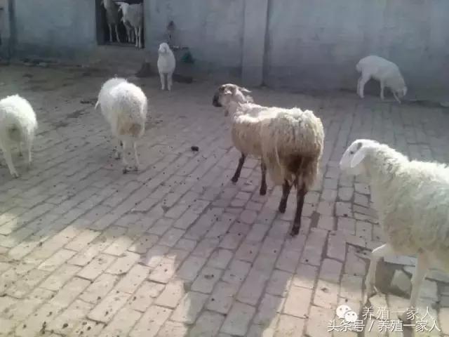 羊群出现羊吃毛羊互相啃毛怎么办,羊群出现黑羊怎么回事
