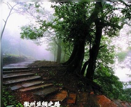 藏在深山无人识,石台县原始森林