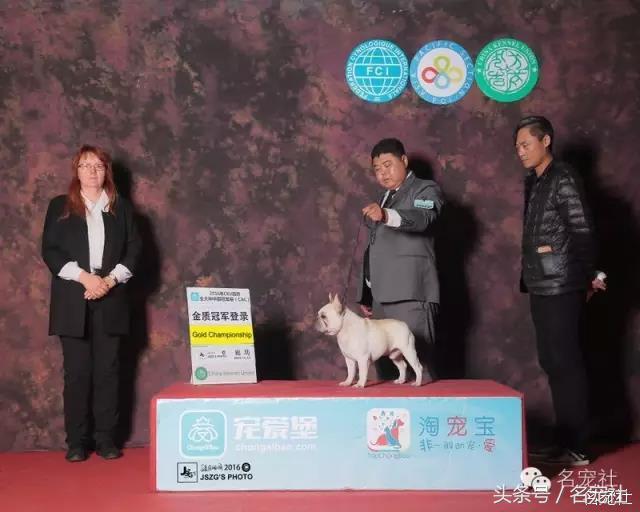 法国斗牛犬东北犬舍,法国斗牛犬犬舍视频