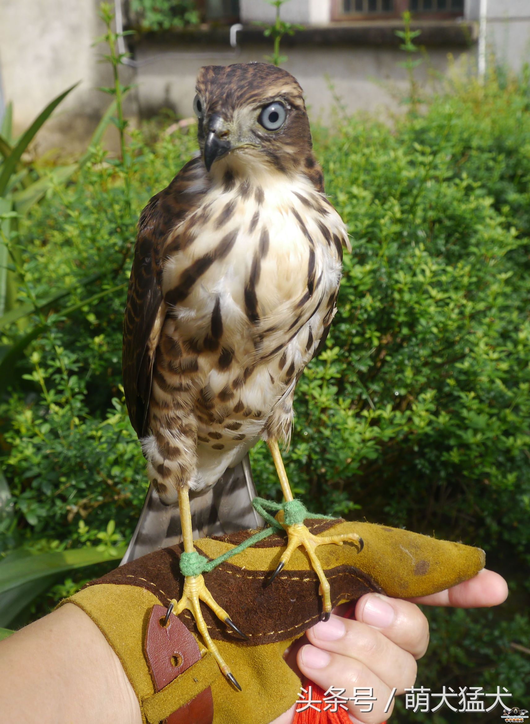 爱好者整理中国猛禽鹰属之松雀鹰(连载一)