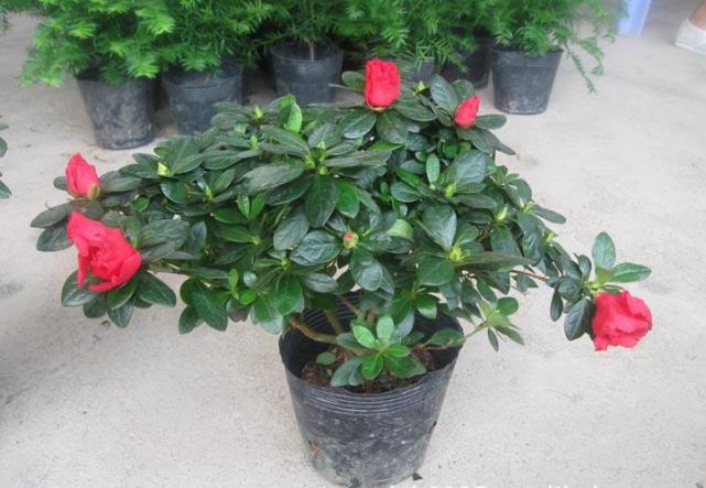 盆花叶子发黄怎么处理,养花叶子发黄处理方法