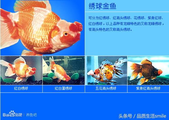 金鱼品种介绍视频大全,泰狮金鱼品种