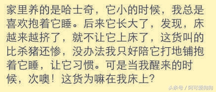 哈士奇长的可爱,你家哈士奇真的不会自卑吗