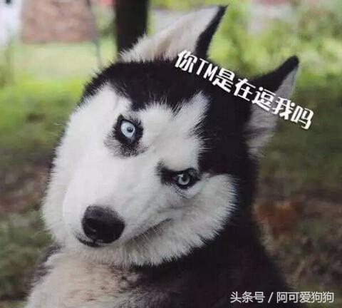 哈士奇长的可爱,你家哈士奇真的不会自卑吗