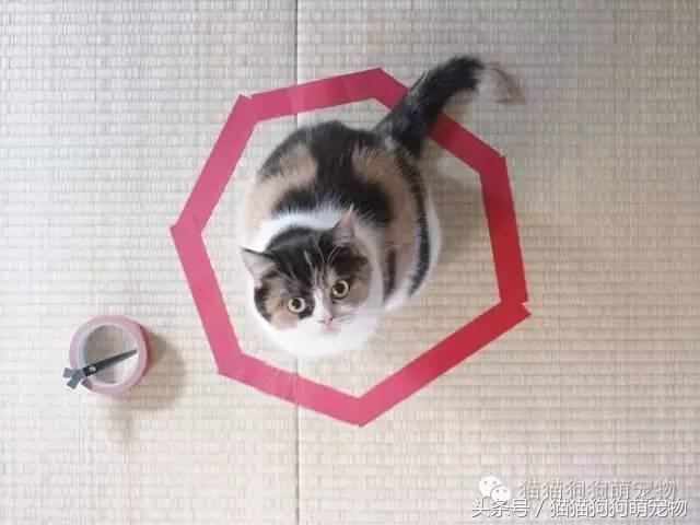 教你如何抓住小偷,教你如何抓住快速上涨的股票