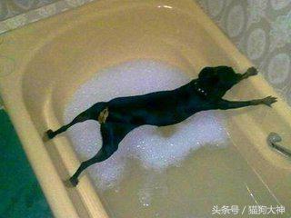 养宠攻略给猫洗澡的步骤和流程,超详细的给狗狗洗澡教程