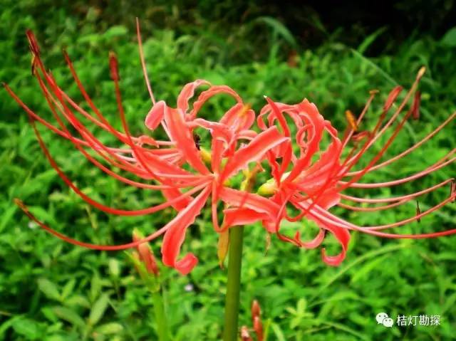 在野外什么千万别碰,这些植物千万不要乱碰