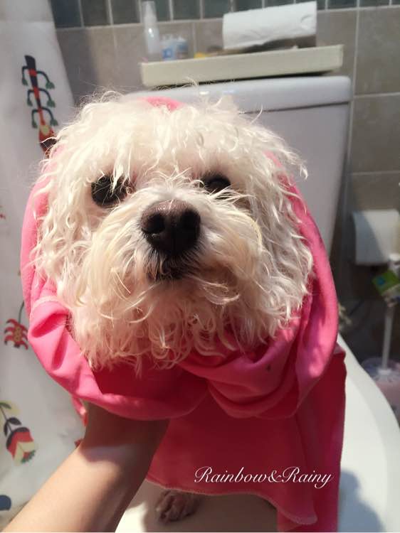 狗狗洗澡教程新手大型犬,狗狗洗澡教程新手入门