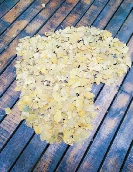 成都最后的银杏,成都附近最值得看的银杏