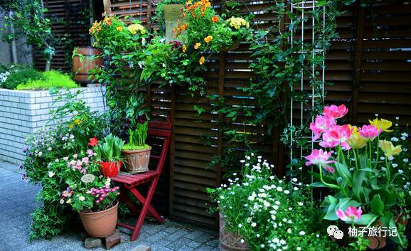 樱花旅行记全集视频,日本樱花7日游攻略大全