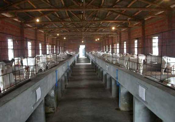 羊沙门氏菌症状图片,羊布鲁氏菌病防控技术规范