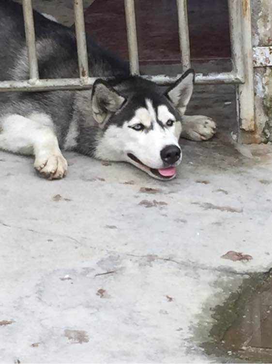 男子养的哈士奇冲着他笑,男子养了3只二哈