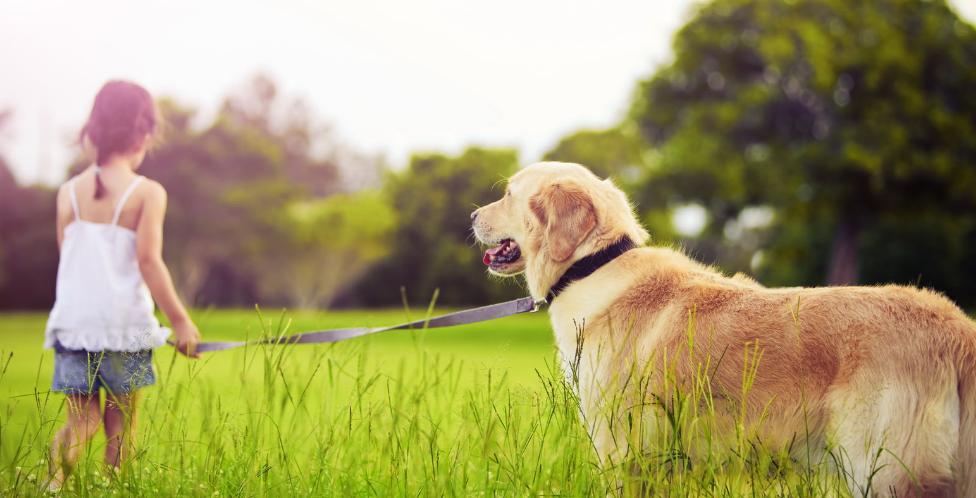 养狗之前请想好,养狗一定要知道的事