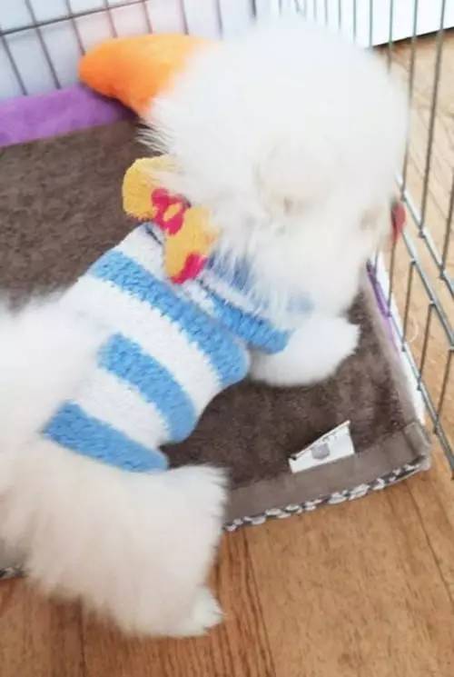 给狗狗洗澡的方法简单易学又省钱,学会这一招让狗狗乖乖听话