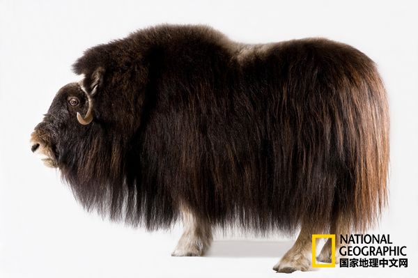 不惧严寒的动物是什么,方舟生存进化稀有动物拍照