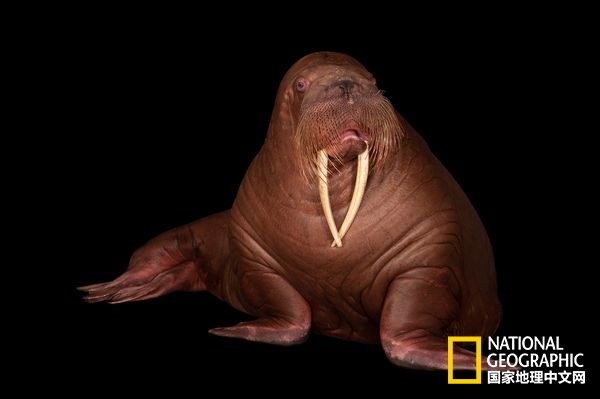 不惧严寒的动物是什么,方舟生存进化稀有动物拍照