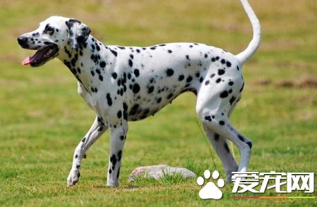 大麦町犬一到十二个月的体重变化,大麦町犬怀孕多久下小狗